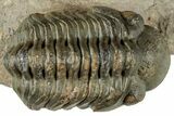 Reedops Trilobite - Atchana, Morocco #312338-1